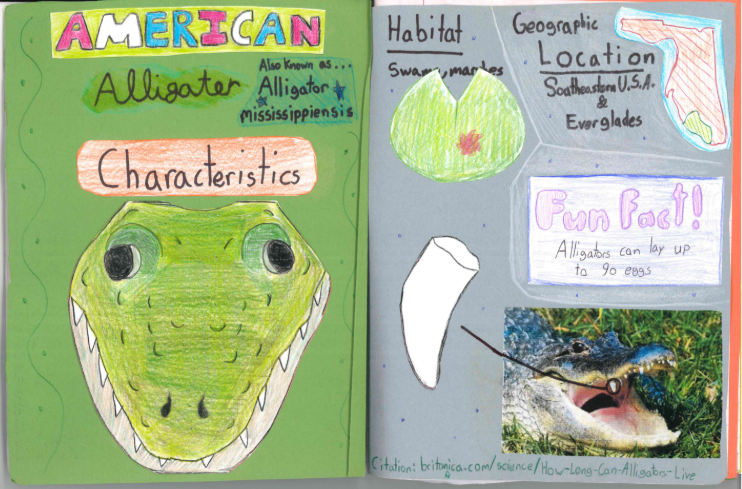 "American Alligator" by John Fricano.