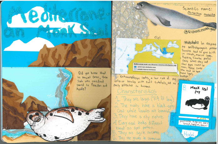 "Mediterranean monk seal" by Jillian Frazier.