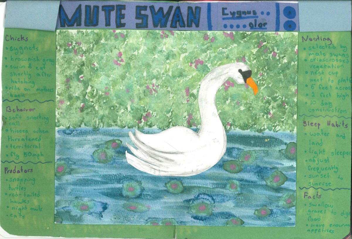 Sophomore Vinny Carmean's "Mute Swan" Creature Feature
