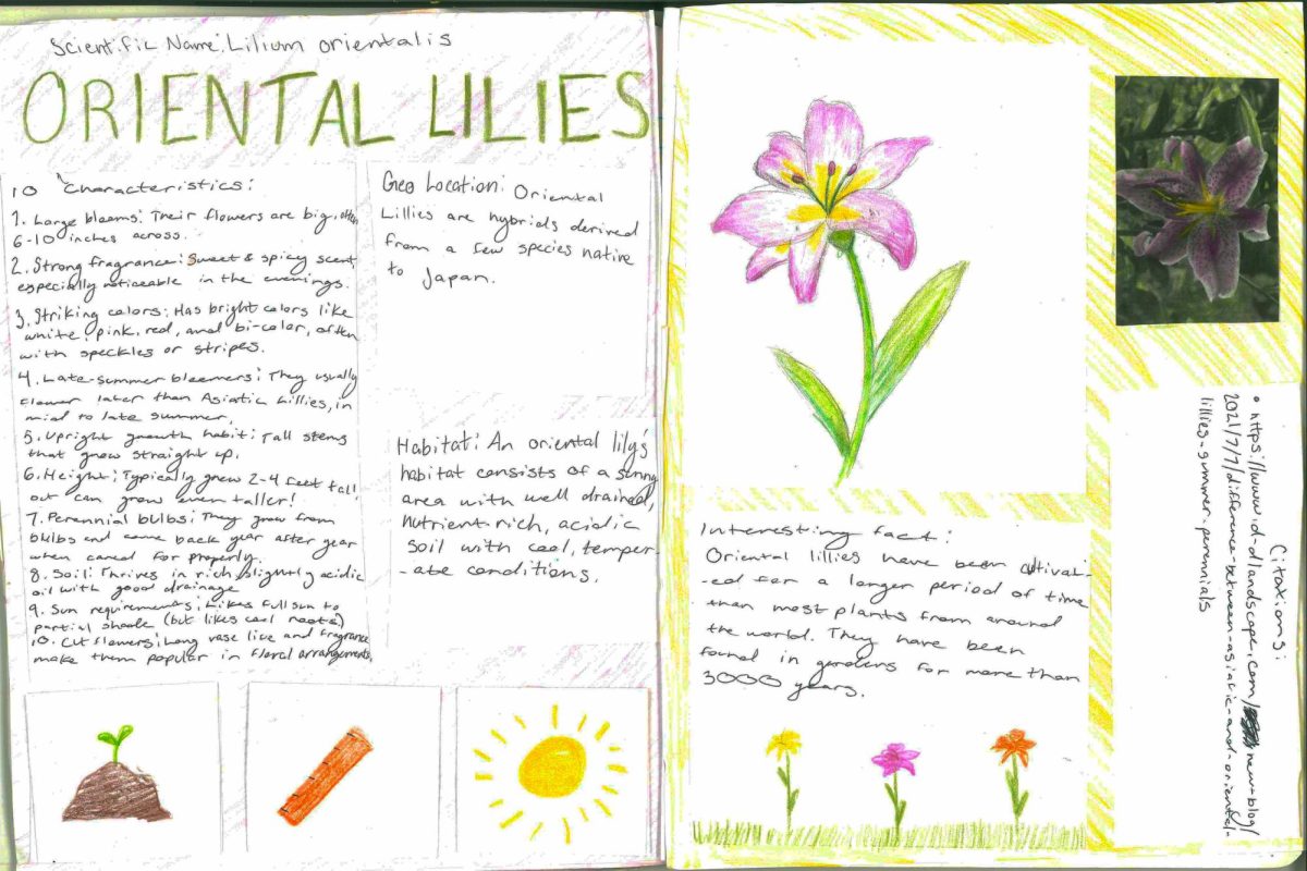 "Oriential lilies" by Abbey Cottrell.