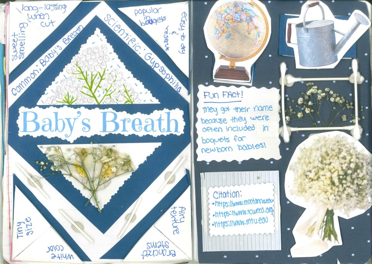 "Baby's breath" by Maddie Krogman.