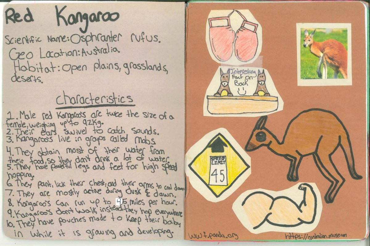 "Red kangaroo" by Luke Svadba.