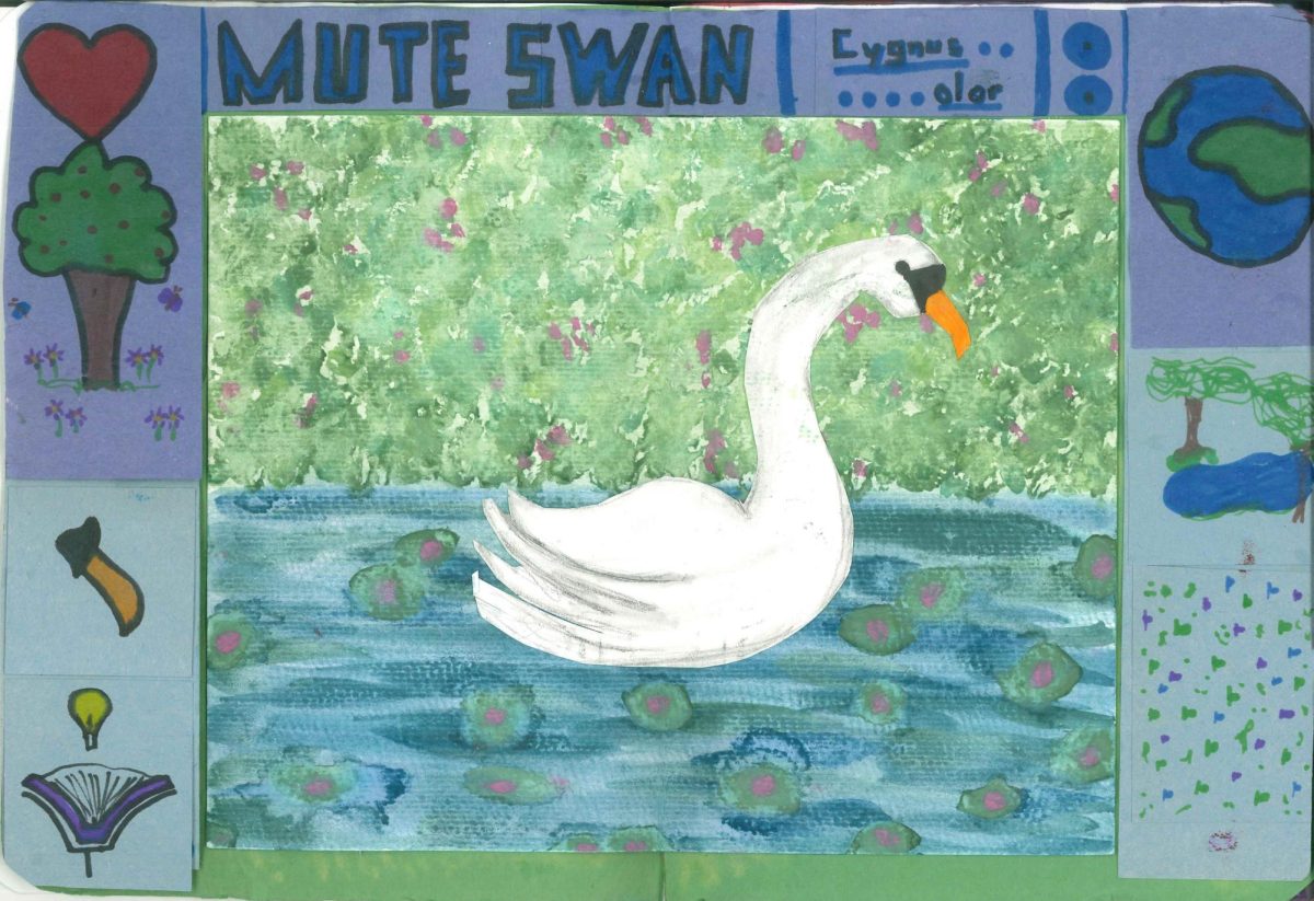 "Mute swan" creature feature by Vinny Carmean.