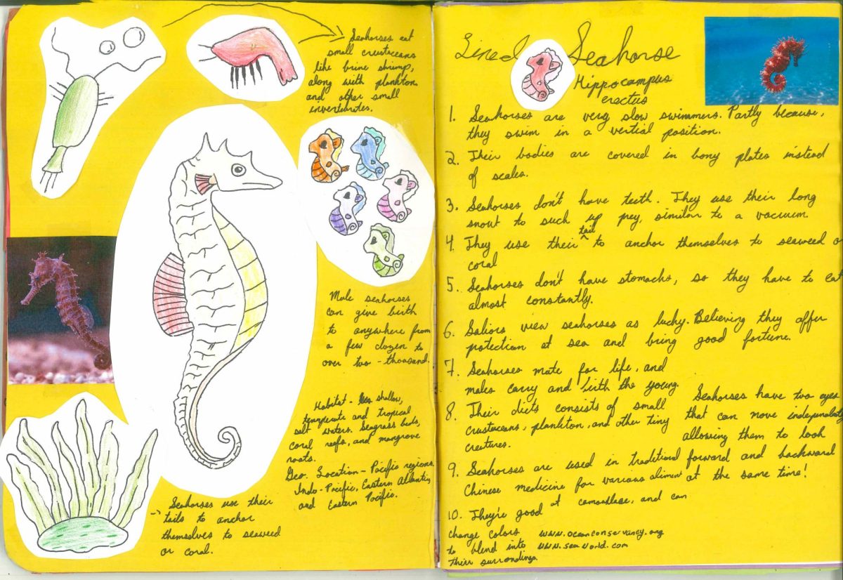 "Lined seahorse" by Penny McGurr.