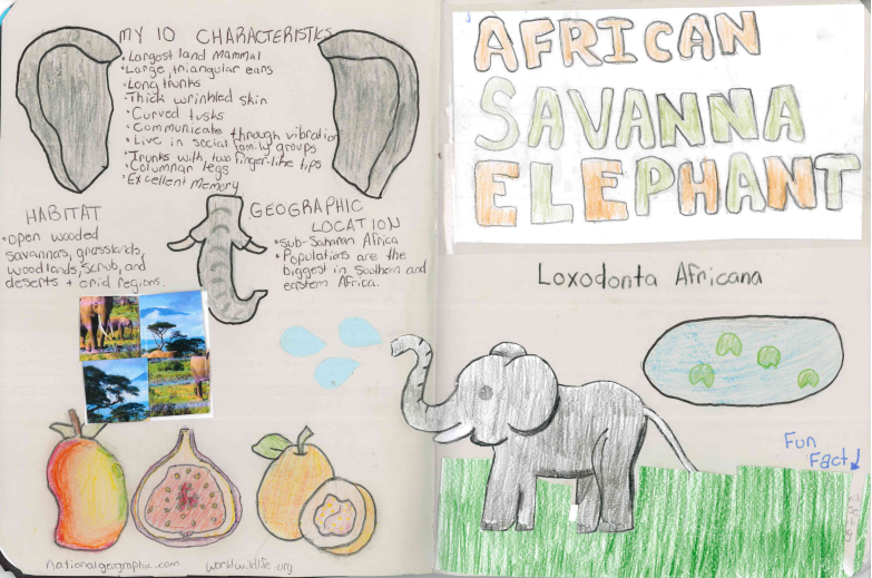 "African savanna elephant" by Ashley Whieldon.
