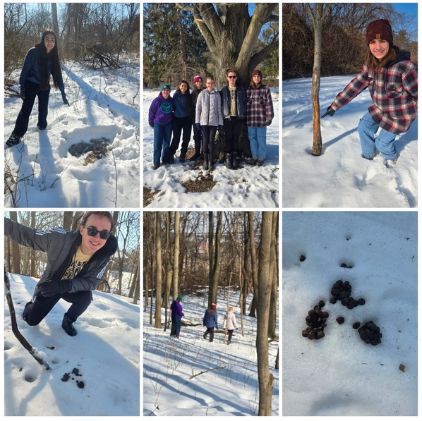 Traces of deer activity: matted down snow (top left), tree rubbings (top right), deer droppings (bottom left and bottom right)