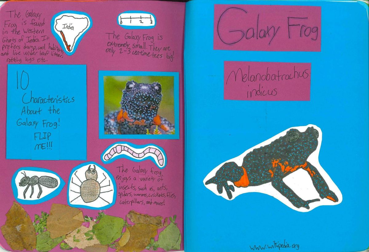 "Galaxy frog" creature feature by Jamie Tresp.