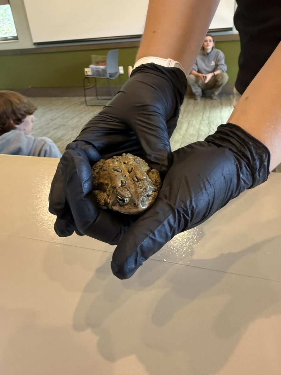 A Metroparks Naturalist holds a toad. 